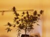 20160618_230743.jpg