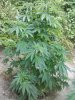 2016-06-19_12-00-42_960.jpg