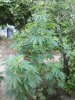 2016-06-19_12-00-53_445.jpg
