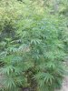 2016-06-19_12-03-15_596.jpg