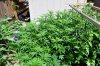 Pineapple Chunk 6-24.JPG