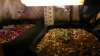 Day 23 from seed-2.jpg