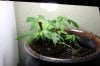 baby grass.jpg baby grass.jpg