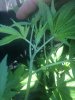 image.jpeg