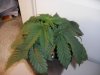 DSCF1269.jpg