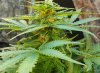 20160613_084329.jpg