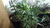 20160702_215241.jpg