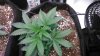 Day 33 from seed-3.jpg