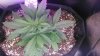 Day 33 from seed-2.jpg
