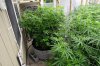 Super Lemon Haze  7-05-16.JPG