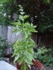 20160706_203703.jpg