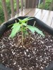 IMG_20160707_180133.jpg