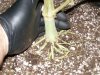 nice roots.JPG