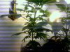 2 plants.jpg