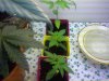 baby plants.jpg