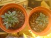 DSC00473.jpg