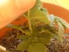 DSC00474.jpg