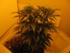 plant mach II 001.jpg