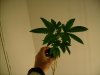 redd220clone.jpg