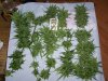 100_1487.jpg