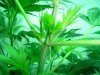 plant 1 004.jpg
