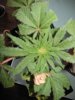 pot 001.jpg