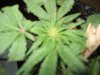 pot 007.jpg
