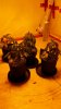 20160715_070715.jpg