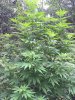 IMG_0092.JPG IMG_0092.JPG