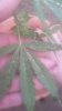 plant.2.jpg plant.2.jpg