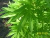 100_2301.JPG