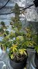 WP_20160720_21_56_35_Pro.jpg
