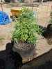 20160721_095928.jpg