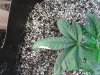 20160723_042319.jpg