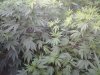 20160720_180611.jpg