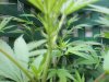 newplant1.jpg