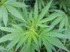 newplant2.jpg