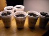 BABY PLANTS 014.JPG