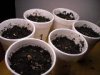 BABY PLANTS 016.JPG