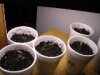 BABY PLANTS 021.JPG