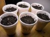 BABY PLANTS 023.JPG