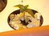 DSC04928.jpg