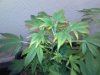 DSC00012.jpg