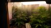 Day 54 from seed-1.jpg