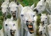 horses.jpg