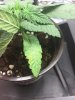 Plant problem.JPG Plant problem.JPG