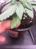 plant problem 2.JPG plant problem 2.JPG