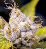 Trich_Pic_4.jpg