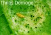 thrips_damage.jpg