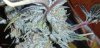 harvest day 6-6-16.jpg harvest day 6-6-16.jpg